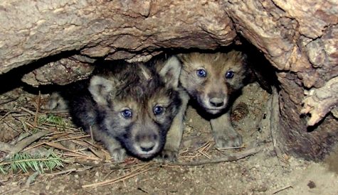 Two wolf pups cower in their den in January of 2014. Photograph taken by Hilary Cooley of U.S. Fish and Wildlife Services. 