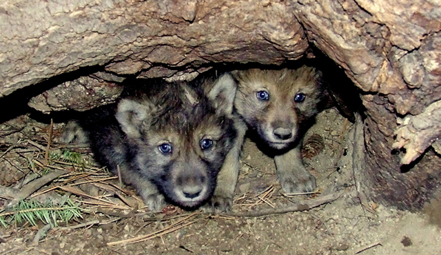 Two+wolf+pups+cower+in+their+den+in+January+of+2014.+Photograph+taken+by+Hilary+Cooley+of+U.S.+Fish+and+Wildlife+Services.+