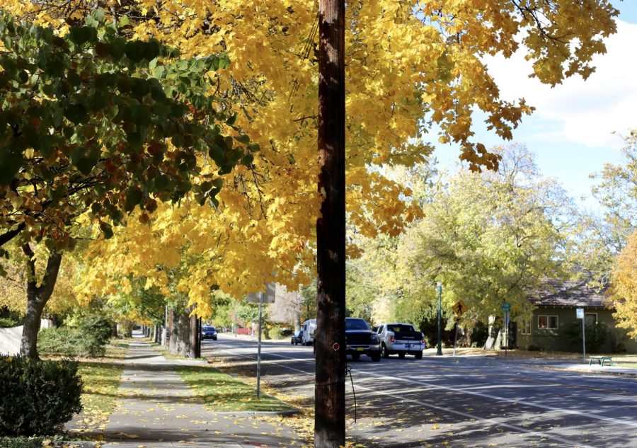 A look down the tree-lined street of Warm Springs Avenue. Now, bursting with color from the changing fall leaves. 