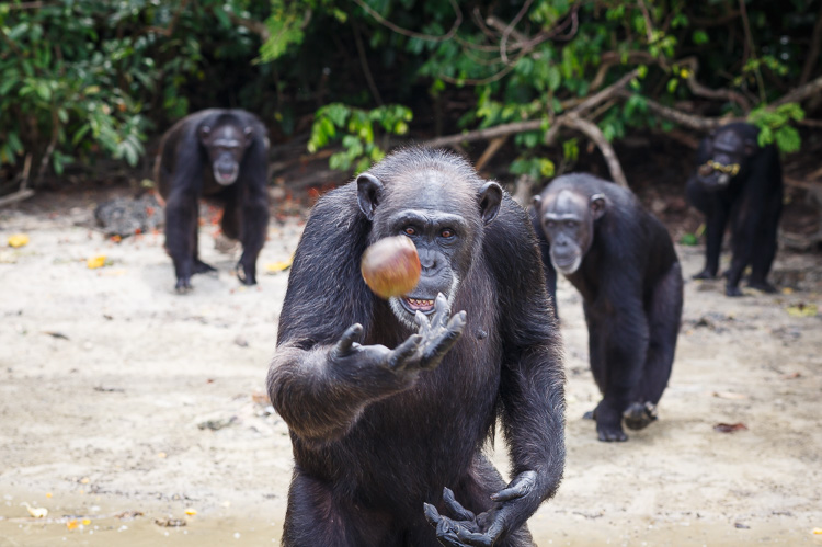 The chimpanzees on Monkey Island gathering on the beach.