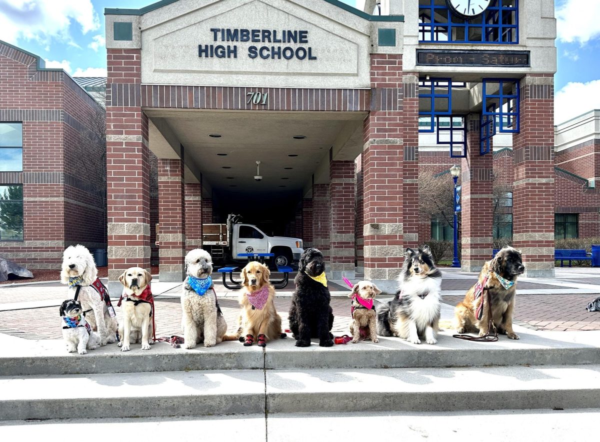 Therapy dogs sit on the front steps of Timberline.