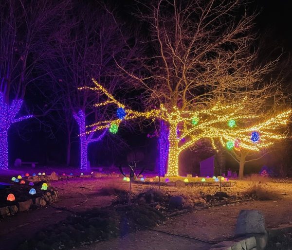 Twinkling lights strung across the trees, showcased in the garden. 