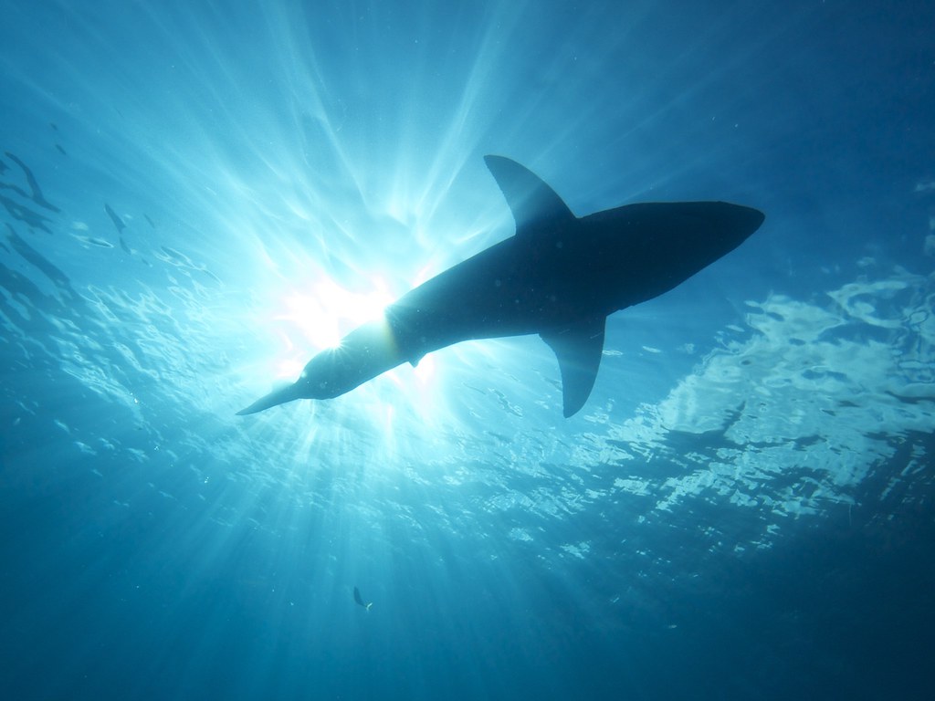 "Great White Shark"