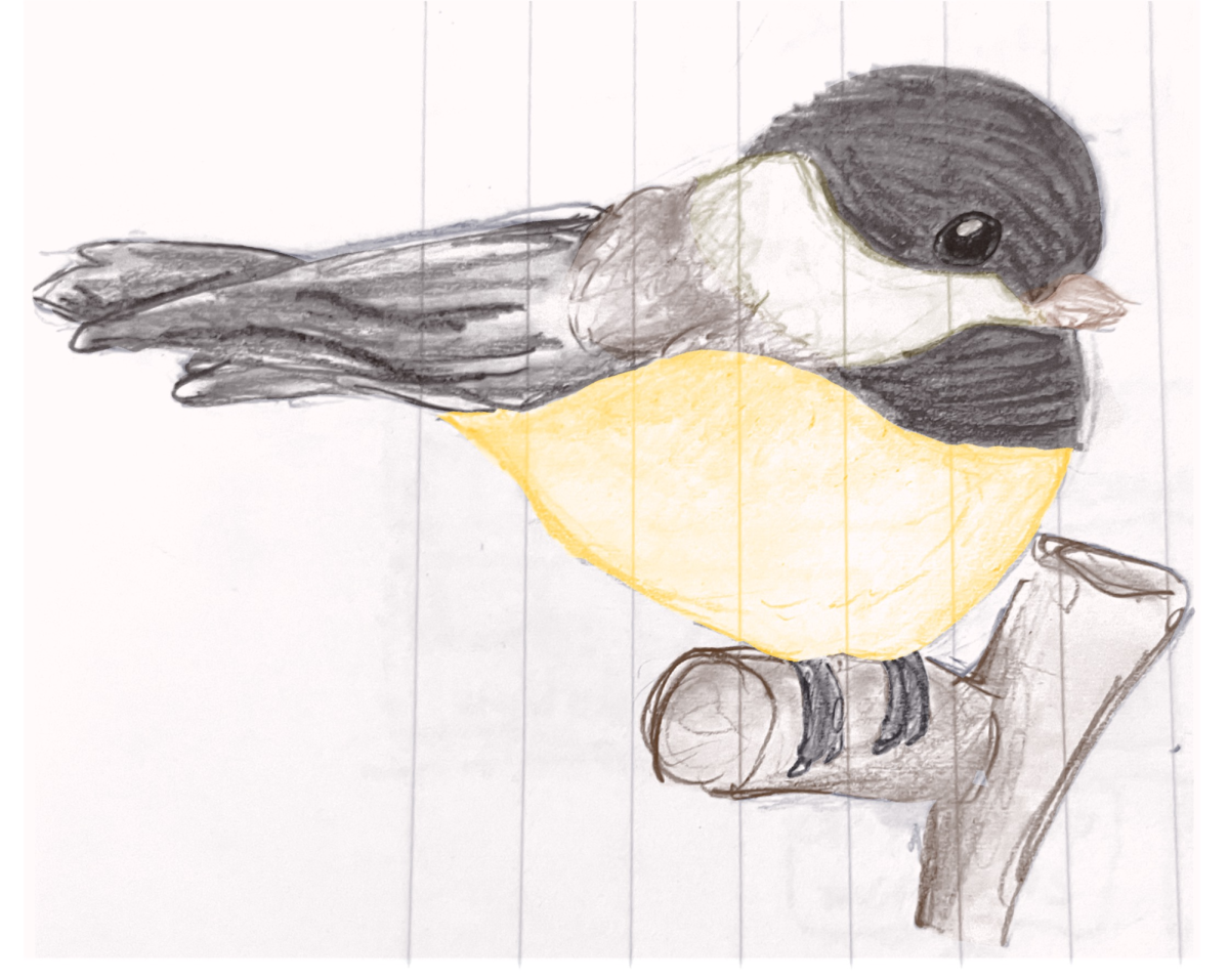 Black-capped chickadee